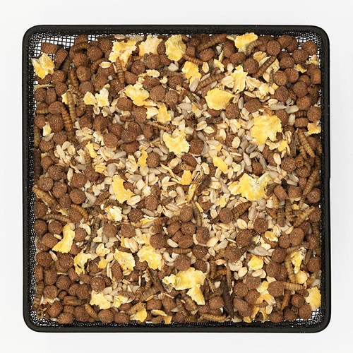 Kennedy wild hedgehog - wild, mix
