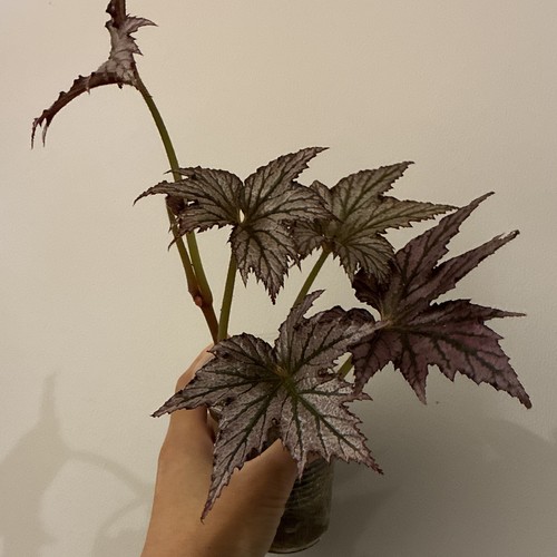 Begonia rex indoor houseplant - ,