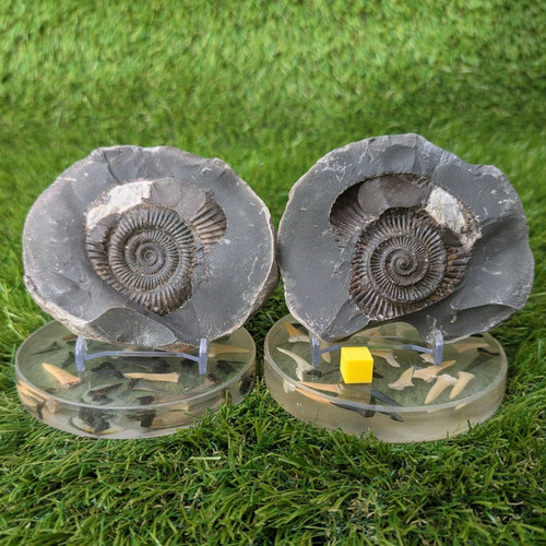 Large ammonite fossil pair - ,