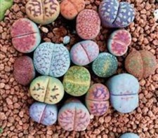Lithops living stones 100 - lithops, x