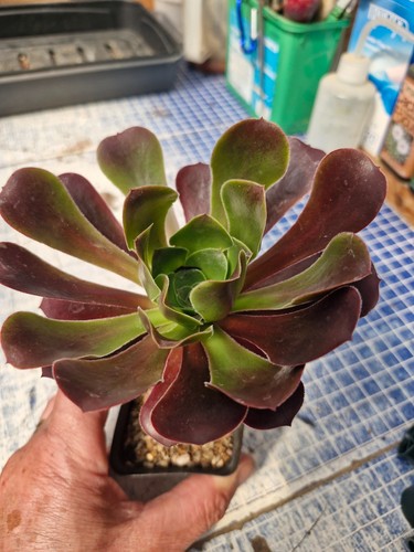 Aeonium cornish rose - rose', |