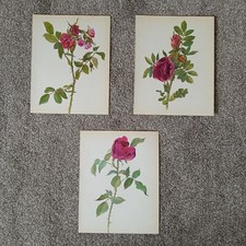 3 Vintage Botanical Prints