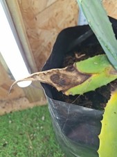 Agave Americana with 2 Leaves