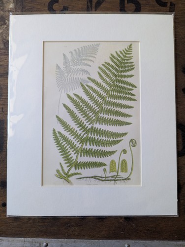 Antique 1870s anne - 1870s, fern