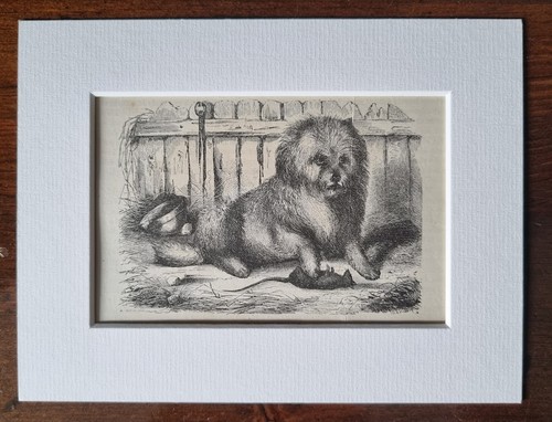 Antique mounted animal print - mounted,