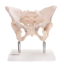 66fit™ Anatomical Adult
