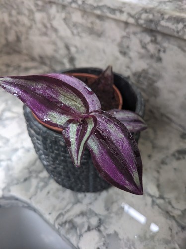 Tradescantia zebrina purple - zebrina, 'purple