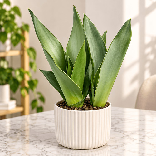 Snake plant - plant, (moonshine)