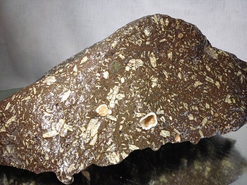 63kg raw fossils - fossils, rocks