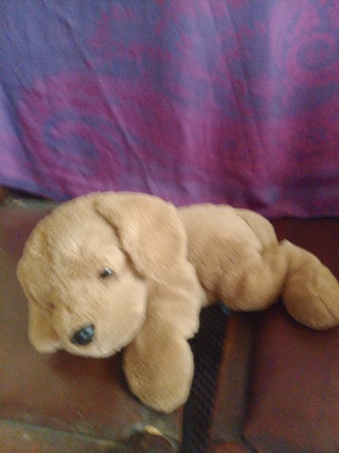 Loveable cuddly golden - loveable,