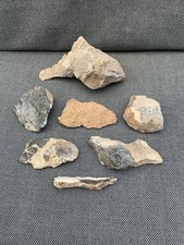Various Unidentified Dinosaur