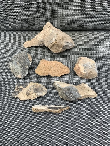 Various unidentified dinosaur - various,