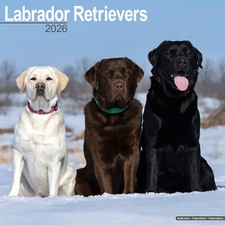 Labrador Retrievers Mixed 2026