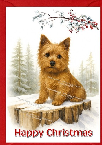 Norwich terrier dog - norwich,