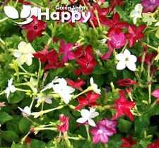 WINGED FLOWERING TOBACCO - 2000 SEEDS - Sensation Mix - Nicotiana Grandiflora