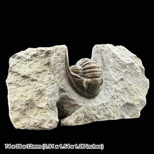 Rare cornuproetus cornutus - rare,