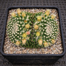 Mammillaria nejapensis SEEDS -