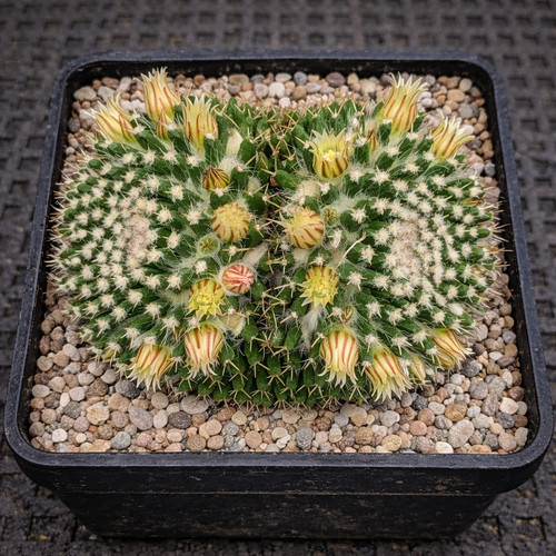 Mammillaria nejapensis seeds - seeds,