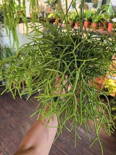 Large rhipsalis heteroclada - large,
