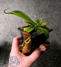 Nepenthes (N.spatulata x