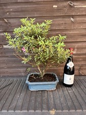 Bonsai Tree Satsuki Azalea