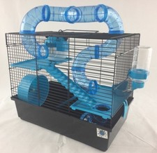 Bernie large dwarf hamster - dwarf,