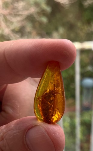 Amber with cockroach type - amber,