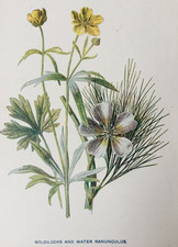 Antique Botanical Print
