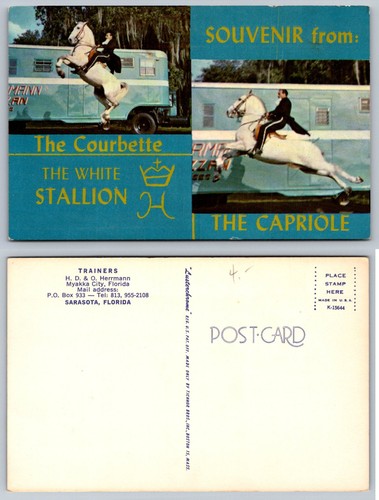 Herrmann white stallions - white,