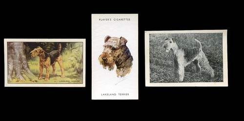 Lakeland terrier dog - terrier,