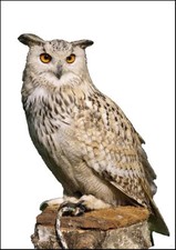 Owl - Colour - A3/A4 Picture -