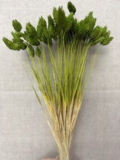 80 GR/80 STEMS DRIED PHALARIS