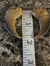 RESIN BLACK BEAR CLAWS two