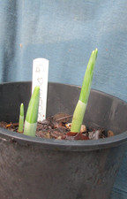 Galanthus    Dymock     X 2