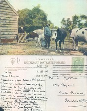 farmer with cows 1900 postmark