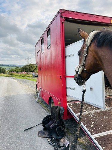 Ton ford transit horsebox - ford,