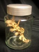 Rabbit vertebrae glass jar - vertebrae,