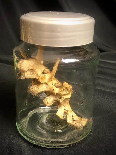 Rabbit vertebrae glass jar - vertebrae,