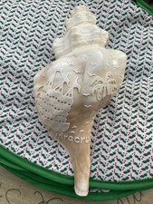 Large trumpet shell Syrinx