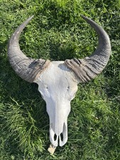 Large Real Water Buffalo Skull