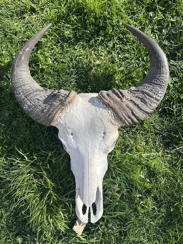 Large real water buffalo - real,