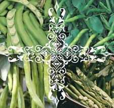 4 Packs of Broad Bean Seeds