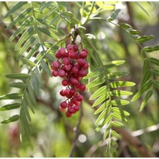 Peruvian pepper tree - Schinus