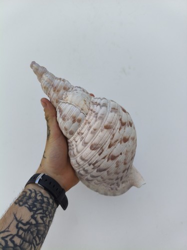 Giant triton trumpet - triton's,