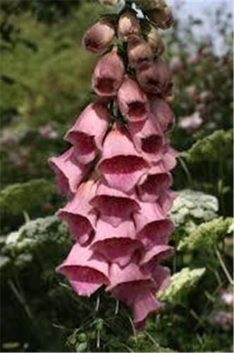 Foxglove strawberry hardy - foxglove,