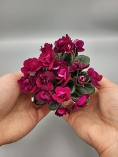 Indoor blooming Plant|African