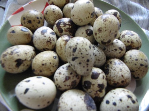 Jumbo quail eggs mixed - jumbo,