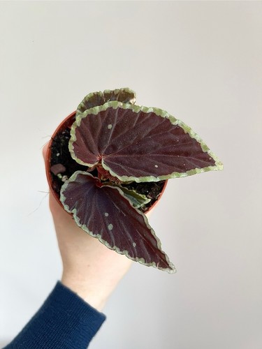 Begonia darth vaderiana green - darth,
