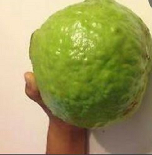 Rare giant guava fruit - rare, plant