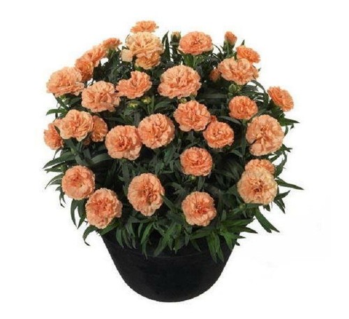 Dianthus sunflor luigi - dianthus, sunflor®